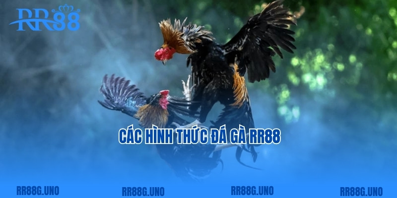 Các hình thức đá gà RR88 